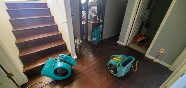 Best Professional water damage repair  in Parsons, WV